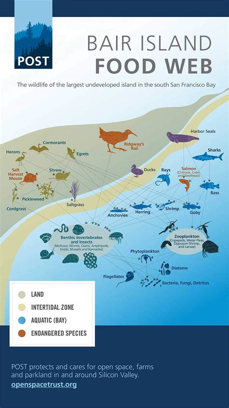 Isle Royale Food Web