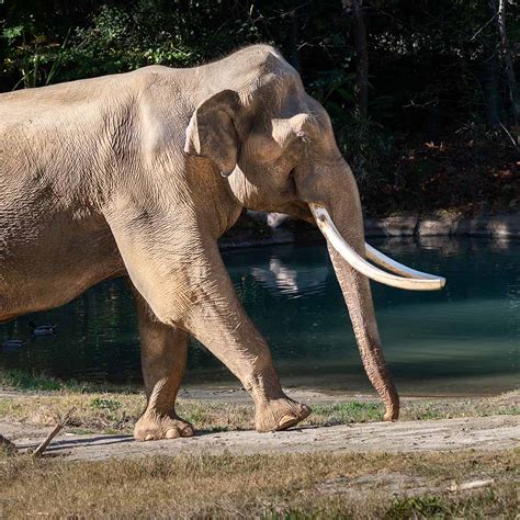 Asian Elephant Tusks