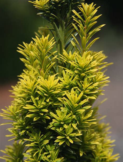 Taxus Baccata Golden Dwarf Dwarf Gold English Yew Kigi Nursery