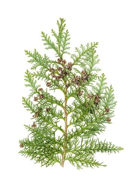 Premium Photo Thuja Sprig Isolated On White Background Evergreen Plant