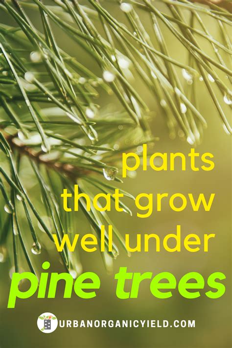 Plants That Grow Under Pine Trees Artofit