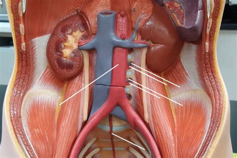 Blood Vessels Of The Torso 2 Diagram Quizlet