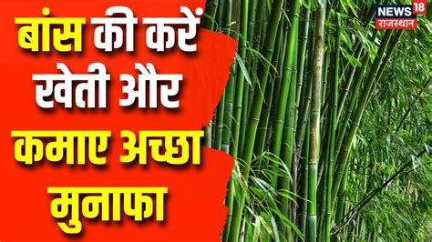 Annadata बांस की करें खेती इस तरह से कमाए अच्छा मुनाफा । Bamboo