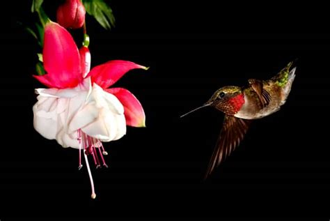 15 Red Hummingbird Flowers to Add to Your Organic Garden