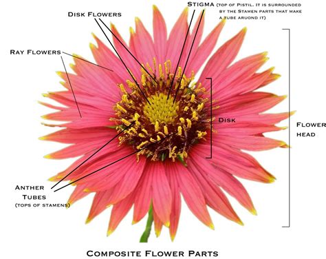 How To Identify Six Plant Families Using Their Flowers Owlcation