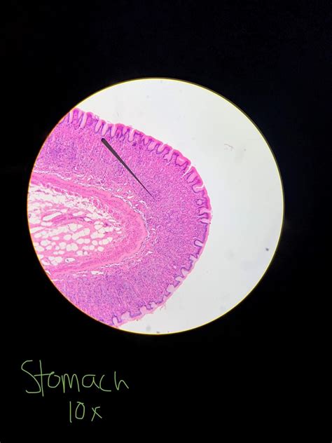 Diagram of Stomach | Quizlet