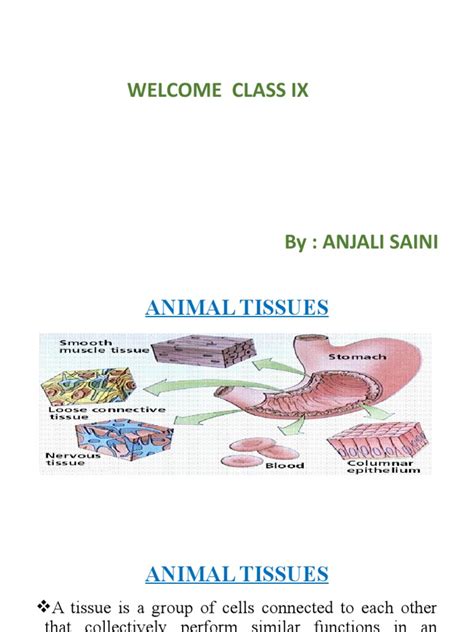 Animal Tissues Class 9th Pdf