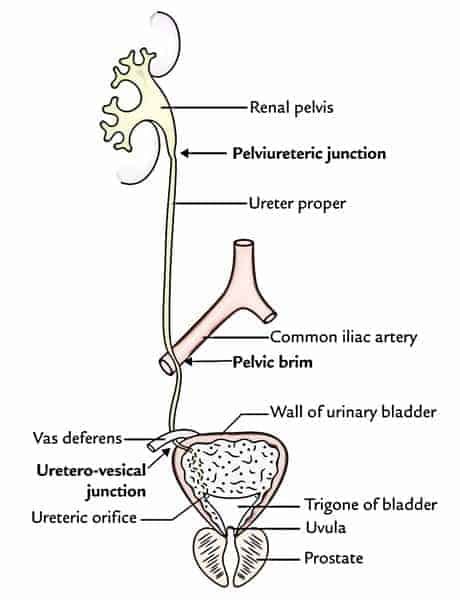 URETER - New