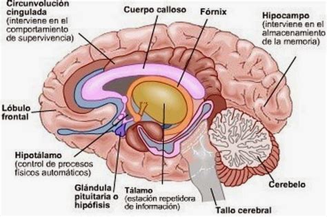 C Mo Funciona El Sistema De Recompensa Del Cerebro Enriquerubio Net