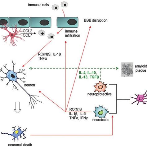 Cross-talk between glial cells and neurons under physiological and... | Download Scientific Diagram