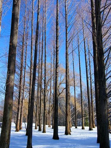 Naked Trees In Snow Stanley Zimny Thank You For 66 Million Views