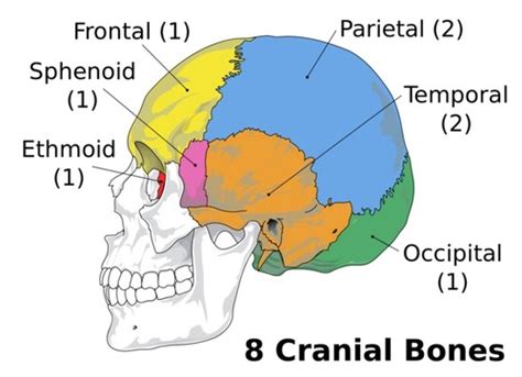 Skull Anatomy Flashcards Quizlet