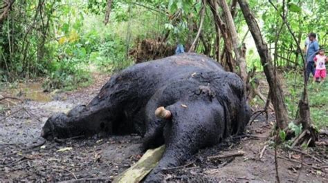 2 Gading Gajah Sumatera Mati Di Nagan Raya Dibawa BKSDA Aceh Ini Tujuannya