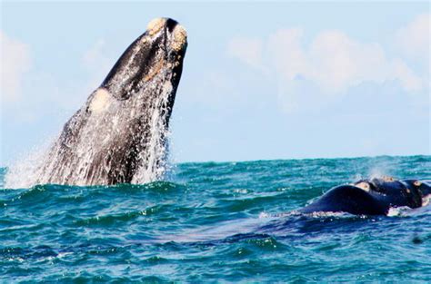 Cape Agulhas National Park Wildlife, South Africa