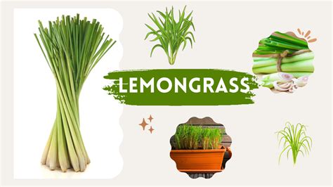 Lemongrass Uses Aromatic Properties And 8 Health Benefits House Plants Love