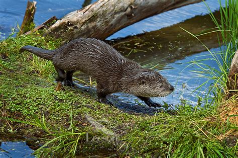 North American River Otter Baby Lontra Canadensis Or Northern River