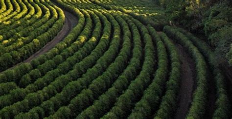 Caf An Lise Conjuntural Agromensal Outubro Cepea Esalq Usp Brasilagro