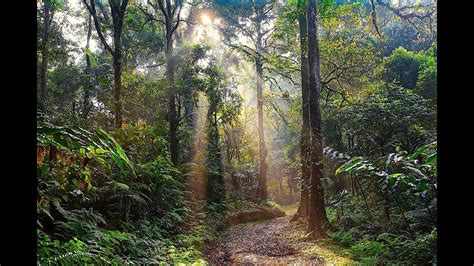 Relaxing rainforest music and water drops - YouTube