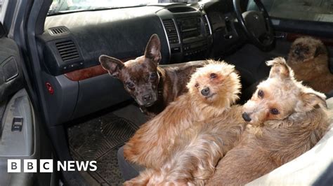 Stolen Dogs More Arrests As 28 Dogs Returned To Owners Bbc News