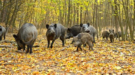 Aujeszkysche Krankheit Beim Hund Symptome Verlauf Behandlung