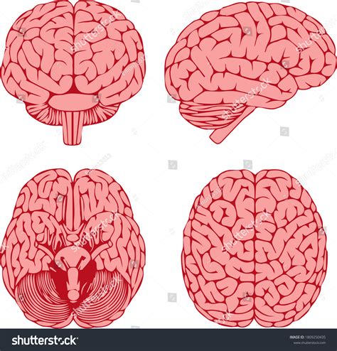 Graphic Human Brain On Four Sides Stock Vector (Royalty Free) 1809250435 | Shutterstock