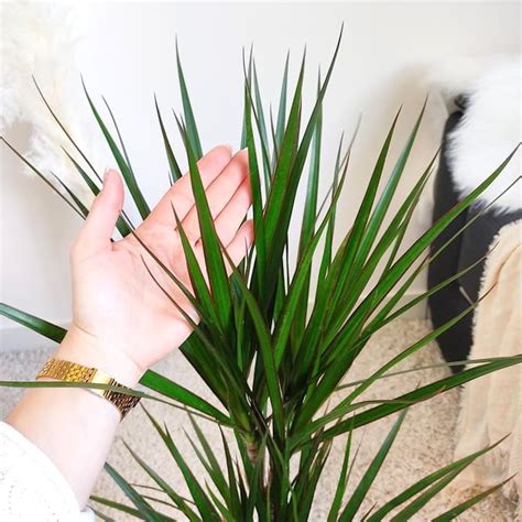 Dracena Obrze Ona Dracaena Marginata Cm Sklep Kwiatydonice Pl