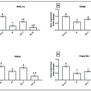 Mrna Expression Changes Of A Pgc A B Tfam C Polg And D Dna