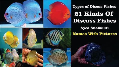 Discus Fish Types Chart A Visual Reference Of Charts Chart Master