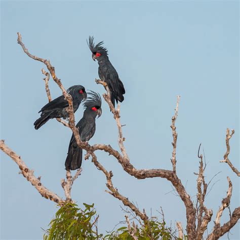 Palm Cockatoo — DIFFICULT BIRD RESEARCH GROUP