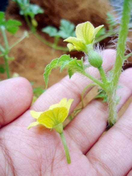 Watermelon Flowers Male Female