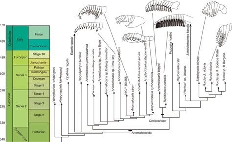 Phylogeny of anomalocarids. | Paleontology, Adaptive radiation, Invertebrates