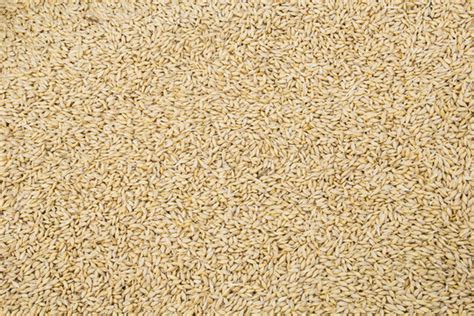 wheat texture images browse  stock  vectors  video