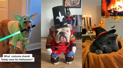 Los Mejores Disfraces Para Mascotas Que Están Arrasando Las Redes Sociales En Víspera De