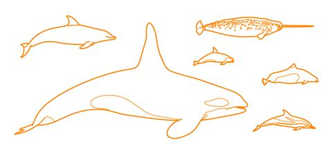 Toothed Whales | Odontoceti Dimensions & Drawings | Dimensions.com