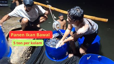 Budidaya Ikan Bawal Di Kolam Air Deras Bogor Panen 5 Ton Per Kolam