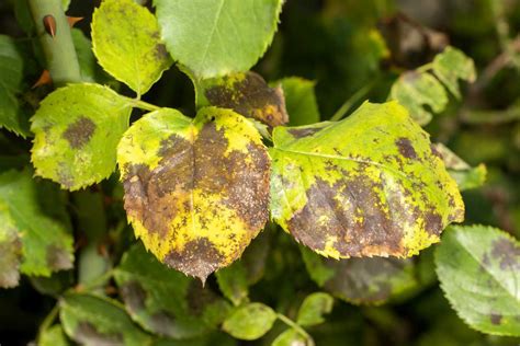 Maladie des rosiers oïdium marsonia Jardipartage