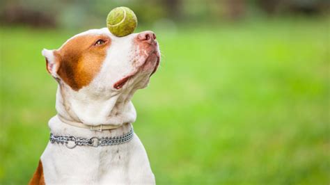 Top Pitbull Training Tips: Teach Your Dog Basic Commands - Your Pitbull and You