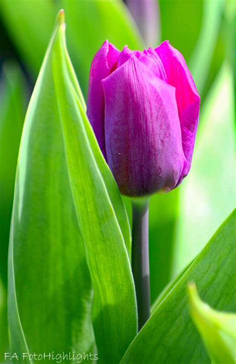 Tulpe Foto And Bild Pflanzen Pilze And Flechten Blüten And Kleinpflanzen