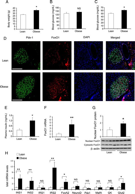 Foxo1 Contributes To Physiological Cell Compensation For Insulin