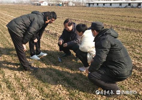 临邑农技人员到麦田指导，“科技壮苗”助力夏粮丰收小麦苗情管理