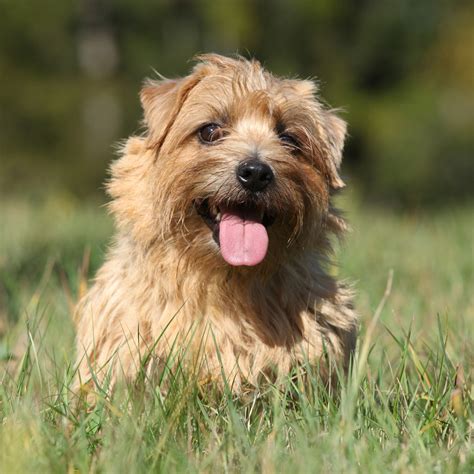 Norfolk Terrier Breed Guide - Learn about the Norfolk Terrier.