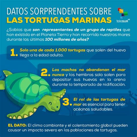 Datos Sorprendentes Sobre Las Tortugas Tortugas Marinas Infografia