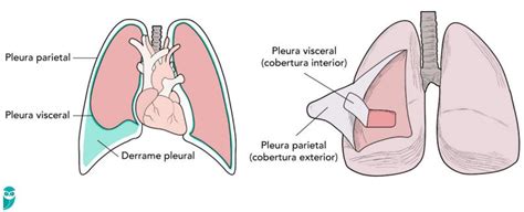 Resumo de Pleura anatomia função e mais