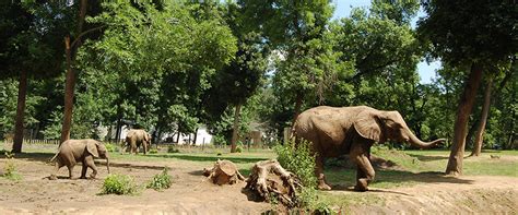 Nyíregyháza ZOO cenník otváracie hodiny a informácie