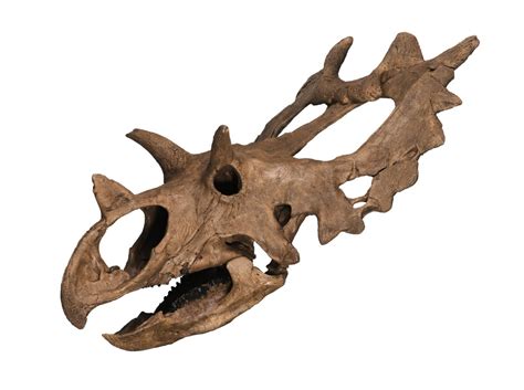 New Horned Dinosaur Species With Spiked Shield Identified The