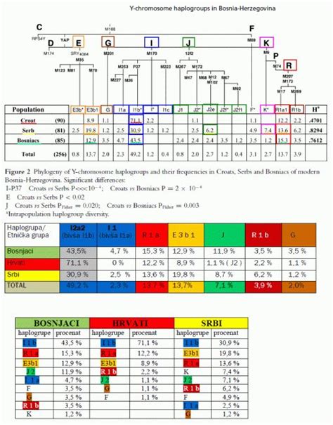 Genetika Stanovnika Bih Ovdje Se Ivi Od Velikog Potopa