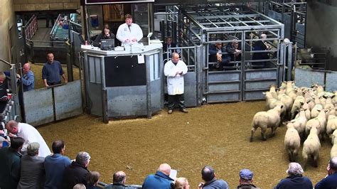 Sheep auction at Thainstone Mart, Scotland - YouTube