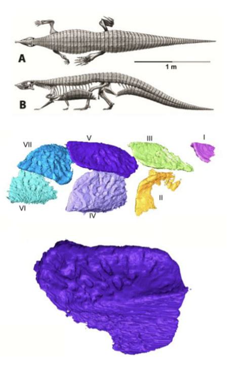 February Ct Scan Aetosaurs News And Features University Of Bristol