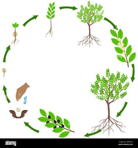 Diagramma Del Ciclo Di Vita Della Pianta Immagini E Fotografie Stock Ad