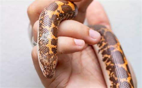 17 Cutest Snakes In The World With Pictures Reptile Jam